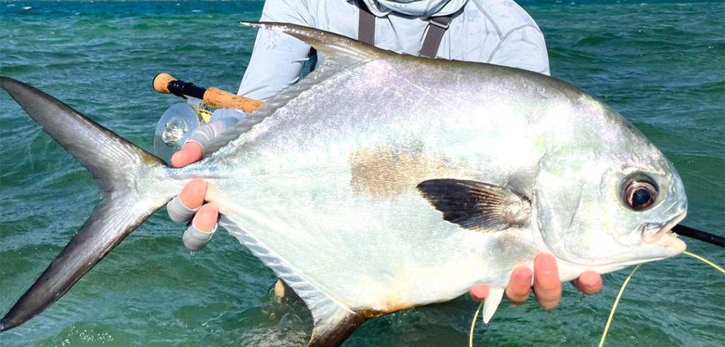 Permit caught on the fly on a Roatan grass flat