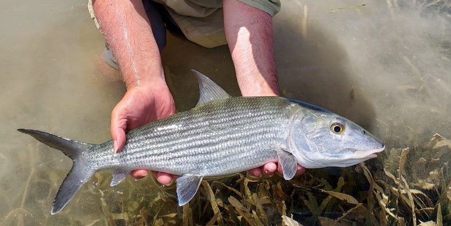 Bonefish held over clear water on a Roatan flat before release